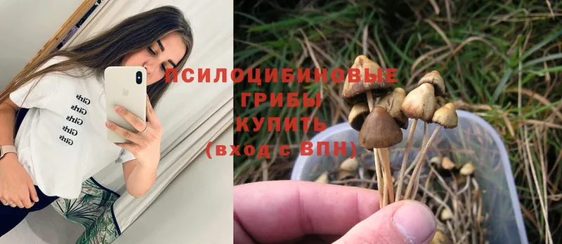 купить наркотики цена  Белая Калитва  Псилоцибиновые грибы Psilocybine cubensis 